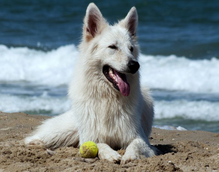 5 idei pentru a te juca cu câinele tău în zilele de vară!